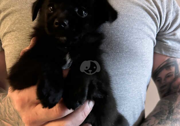 Pomeranian puppies for sale in Willenhall, West Midlands – 1 year old - Image 4 of 5