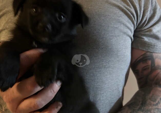 Pomeranian puppies for sale in Willenhall, West Midlands – 1 year old - Image 5 of 5