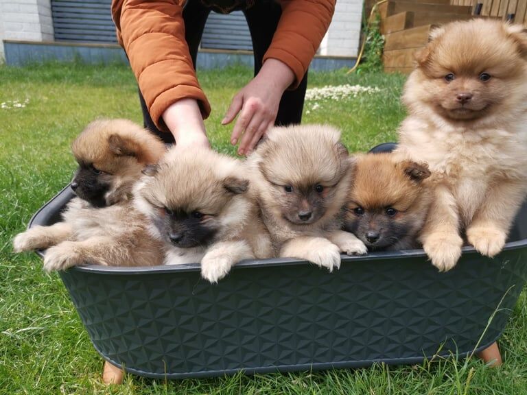 Pomeranian puppies for sale in Peterlee, Durham – 11 weeks old