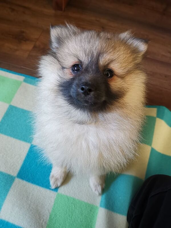 Pomeranian puppies for sale in Peterlee, Durham – 11 weeks old - Image 2 of 3