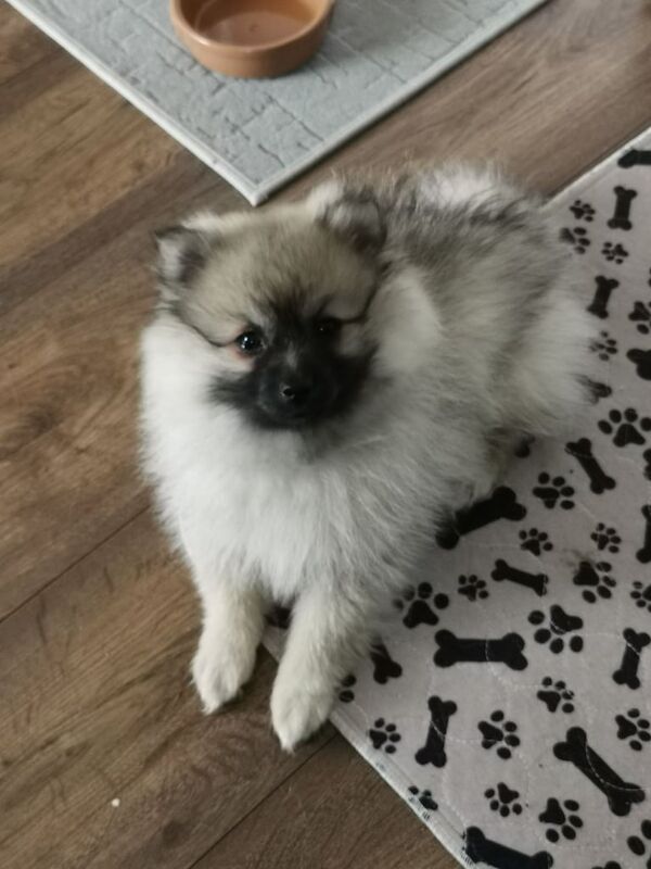 Pomeranian puppies for sale in Peterlee, Durham – 11 weeks old - Image 3 of 3