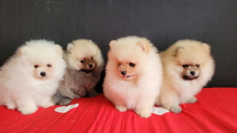 Fluffy pomeranian puppies for sale in London for sale in Brentwood, Essex