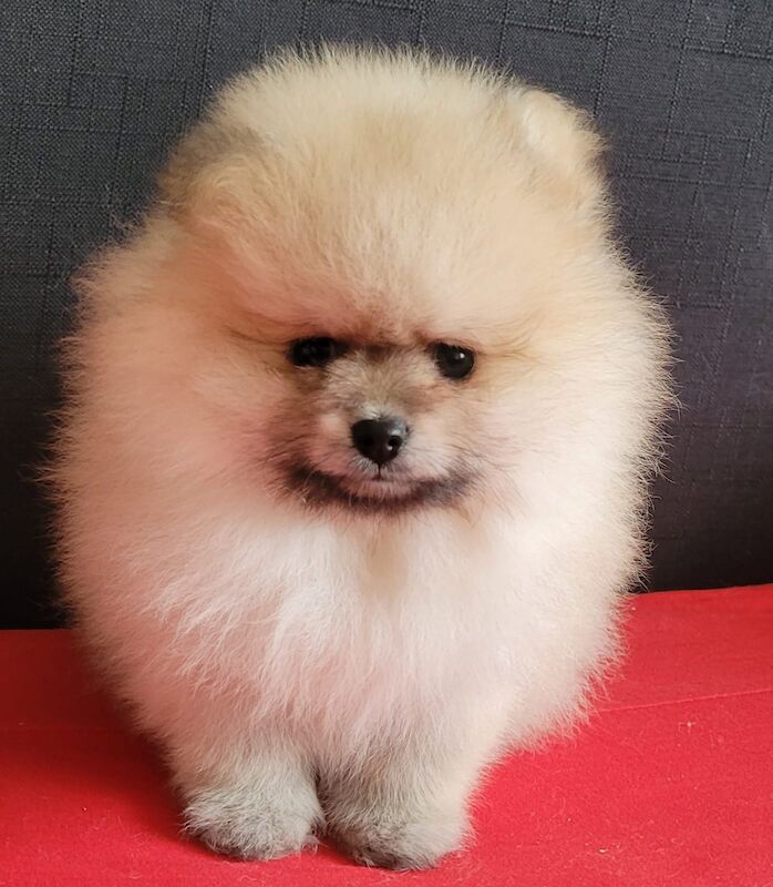 Fluffy pomeranian puppies for sale in London for sale in Brentwood, Essex | Image 2
