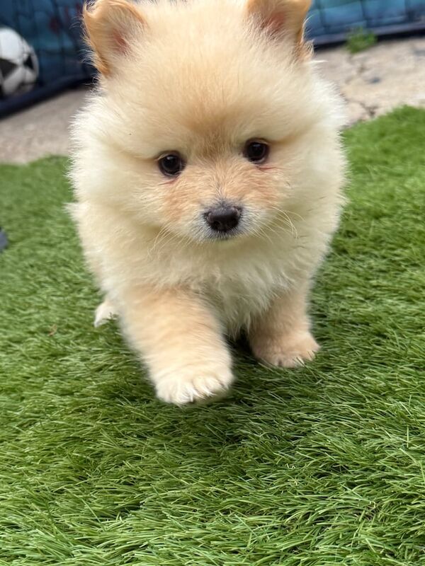 Fluffy pomeranian puppies for sale in Reading for sale in Reading, Berkshire
