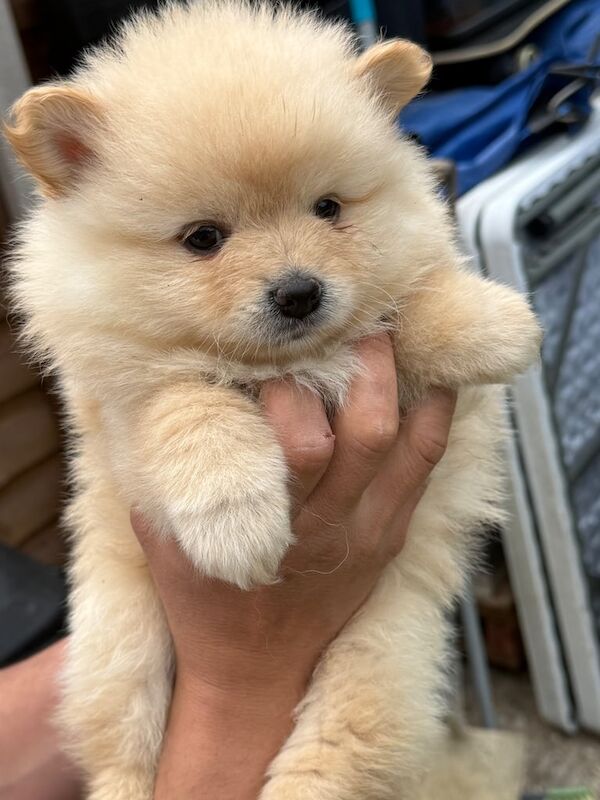 Fluffy pomeranian puppies for sale in Reading for sale in Reading, Berkshire | Image 2