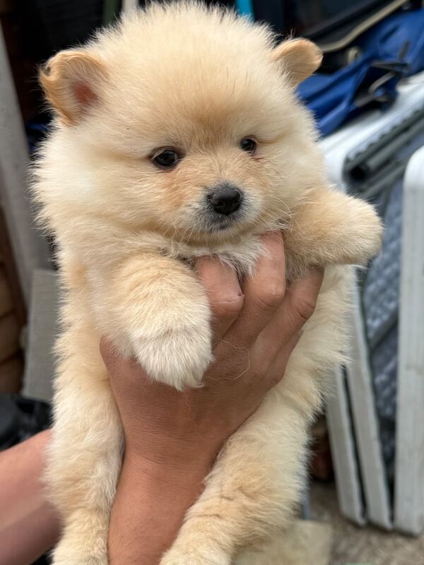 Fluffy pomeranian puppies for sale in Reading for sale in Reading, Berkshire | Image 3
