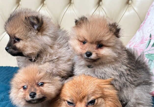 Pomeranian puppies for sale in Newham, Northumberland – 1 year old - Image 1 of 2