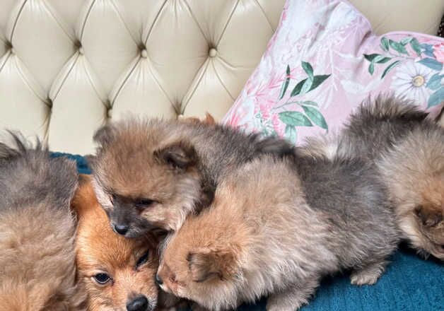 Pomeranian puppies for sale in Newham, Northumberland – 1 year old - Image 2 of 2