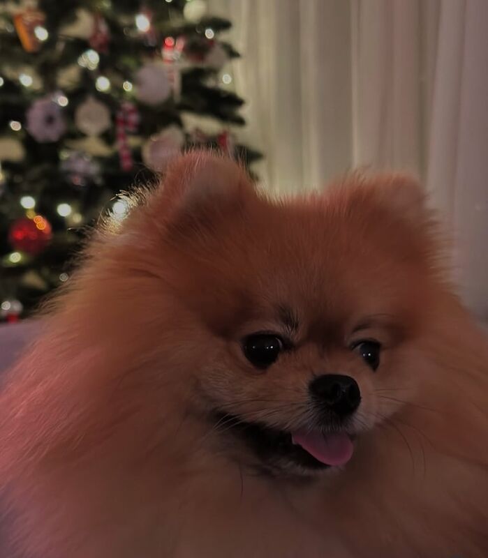 Fluffy Pomeranian puppy KC REG - Image 2 of 3