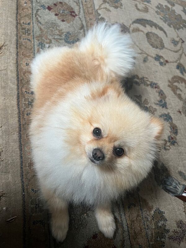 Fluffy Pomeranian puppy KC REG - Image 3 of 3