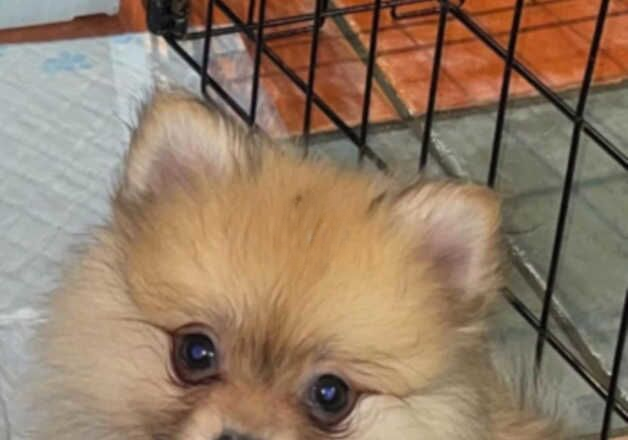 Pomeranian puppies for sale in Enfield, Greater London – 1 year old - Image 2 of 3