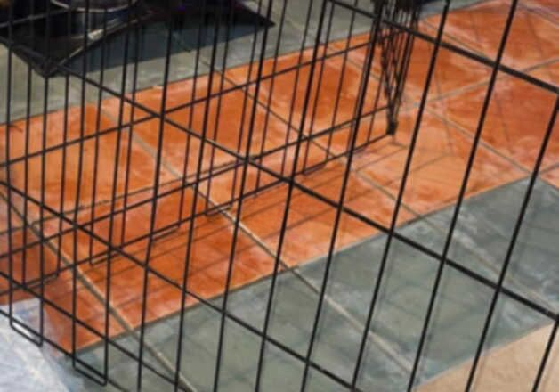 Pomeranian puppies for sale in Enfield, Greater London – 1 year old - Image 3 of 3