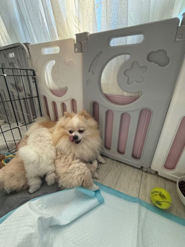 Pomeranian puppies for sale in Heathrow, London – 7 weeks old