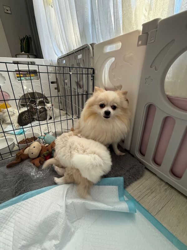 Pomeranian puppies for sale in Heathrow, London – 7 weeks old - Image 2 of 3