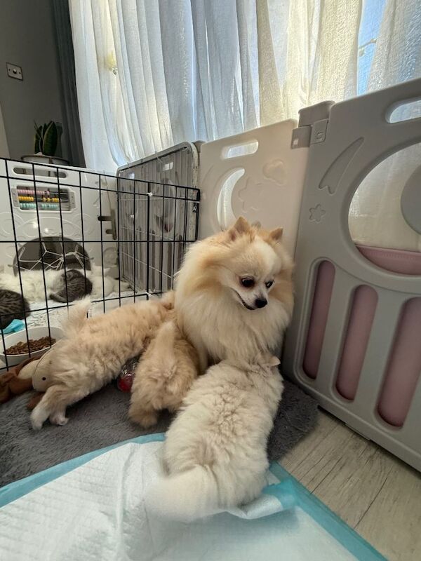 Pomeranian puppies for sale in Heathrow, London – 7 weeks old - Image 3 of 3