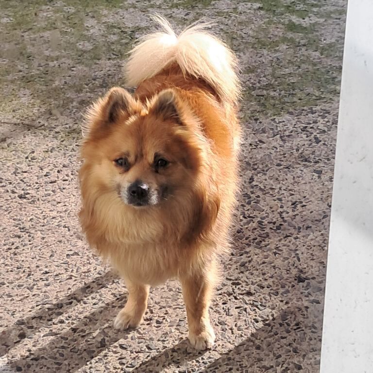 Pomeranian Puppies For Sale Under £1,000