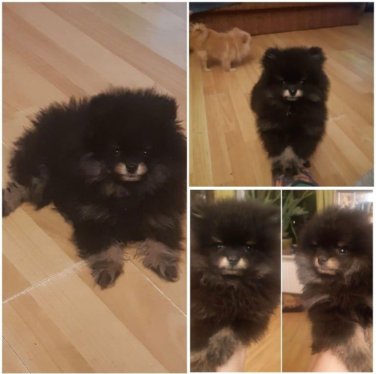 Pomeranian puppies for sale in Boston, Lincolnshire – 1 year old - Image 2 of 2