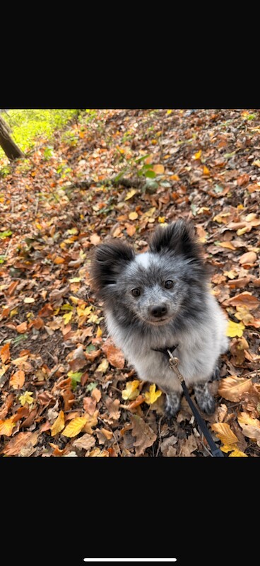 Pomeranian puppies for sale in Burnham, Buckinghamshire – 9 months old - Image 2 of 3
