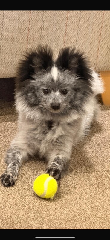 Pomeranian puppies for sale in Burnham, Buckinghamshire – 9 months old - Image 3 of 3