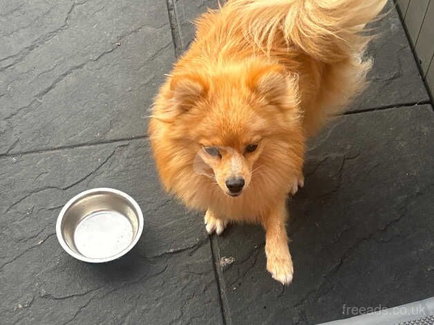 Pomeranian puppies for sale in Bristol – 2 years old - Image 2 of 3