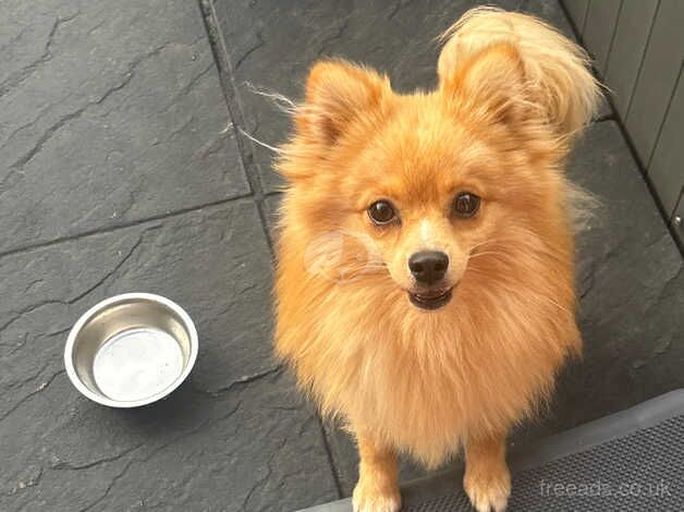 Pomeranian puppies for sale in Bristol – 2 years old - Image 3 of 3