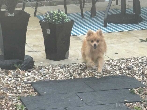 Pomeranian puppies for sale in Bristol – 2 years old - Image 3 of 3