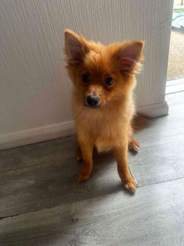 fox face pomeranian puppy