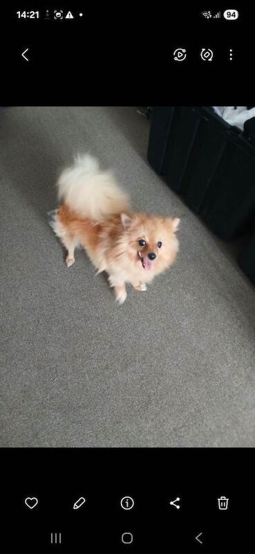 Foxy lady
