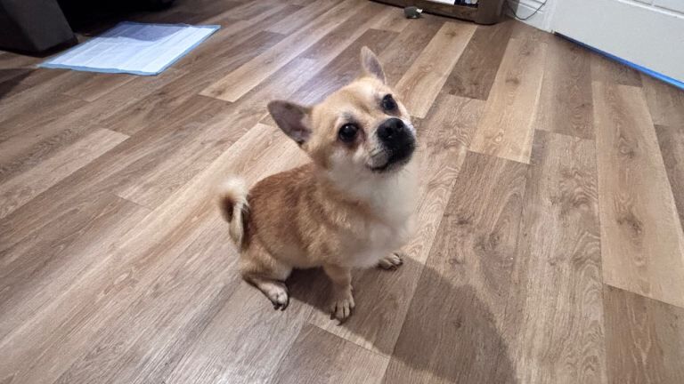 Pomeranian puppies for sale in Pevensey, East Sussex – 2 years old