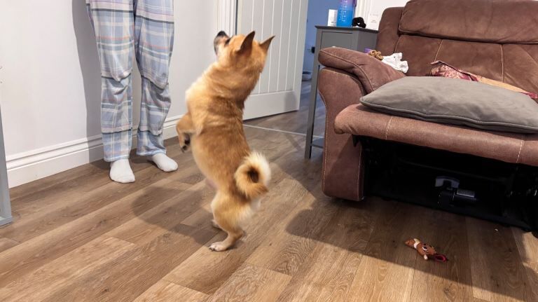 Pomeranian puppies for sale in Pevensey, East Sussex – 2 years old - Image 3 of 4