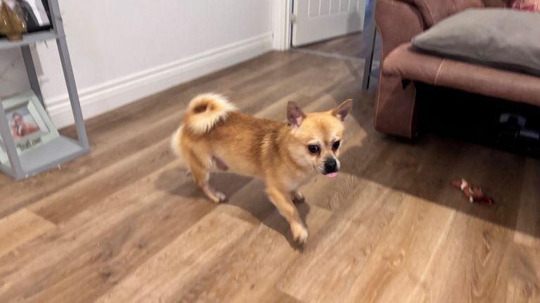 Pomeranian puppies for sale in Pevensey, East Sussex – 2 years old - Image 4 of 4