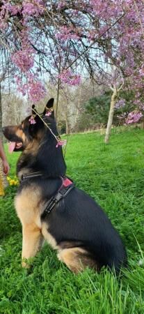 Pomeranian puppies for sale in Bradford, West Yorkshire – 6 years old - Image 5 of 5