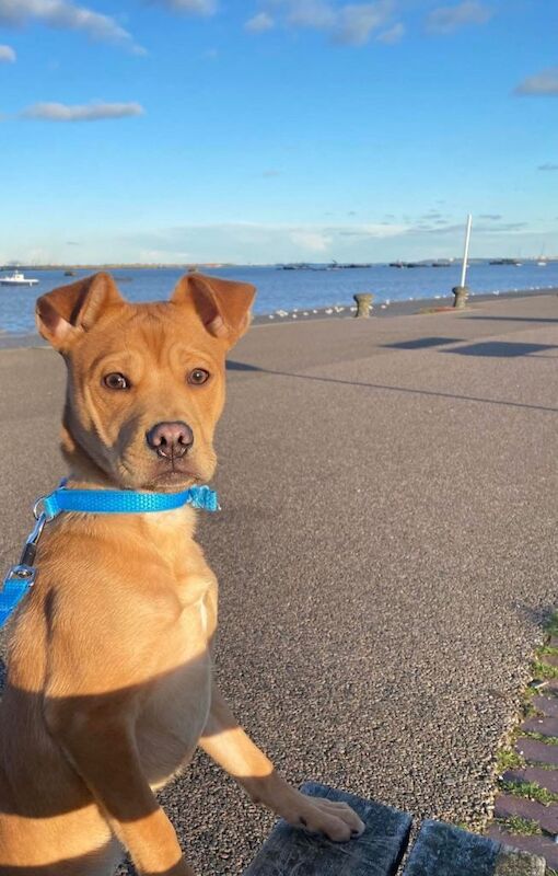 Pomeranian puppies for sale in Gravesend, Kent – 7 months old