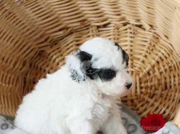 Pomeranian puppies for sale in Lambeth, Greater London – KC registered, 1 year old - Image 1 of 5