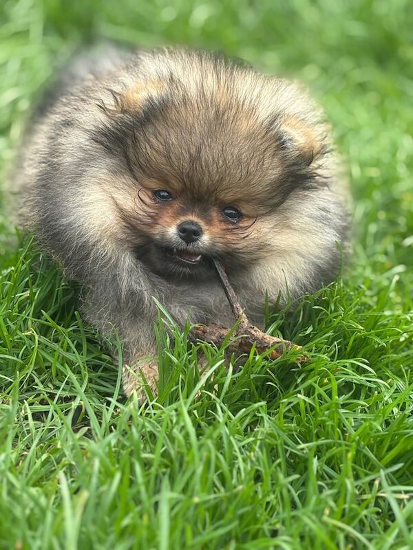 Pomeranian puppies for sale in Londonderry, County Londonderry – 11 weeks old