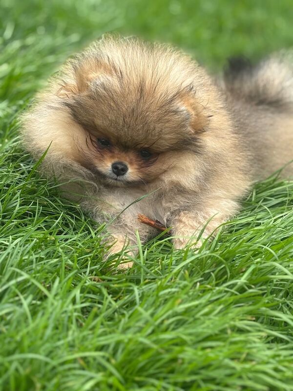 Pomeranian puppies for sale in Londonderry, County Londonderry – 11 weeks old - Image 2 of 3