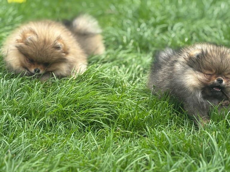 Pomeranian puppies for sale in Londonderry, County Londonderry – 11 weeks old - Image 3 of 3