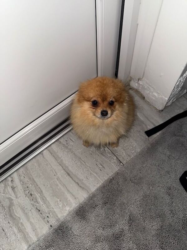 Pomeranian Puppies For Sale Under £1,000
