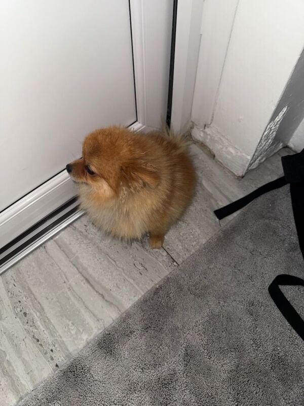 Full bread Pomeranian - Image 2 of 2