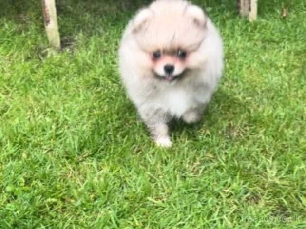 Pomeranian puppies for sale in Londonderry, North Yorkshire – KC registered, 1 year old - Image 2 of 5