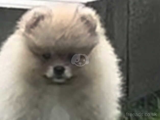 Pomeranian puppies for sale in Londonderry, North Yorkshire – KC registered, 1 year old - Image 3 of 5
