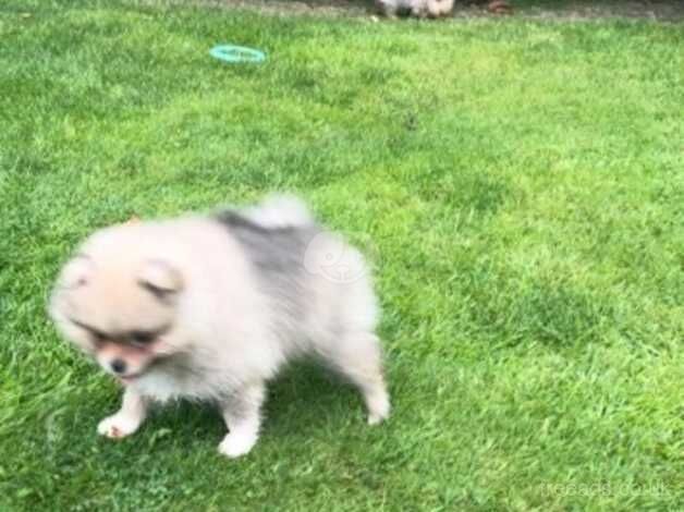 Pomeranian puppies for sale in Londonderry, North Yorkshire – KC registered, 1 year old - Image 4 of 5