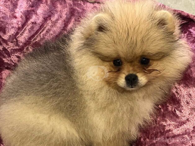 Pomeranian puppies for sale in Londonderry, North Yorkshire – KC registered, 1 year old - Image 5 of 5