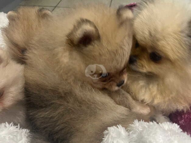 Pomeranian puppies for sale in Londonderry, North Yorkshire – KC registered, 1 year old - Image 2 of 5