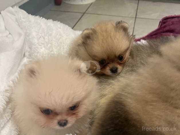 Pomeranian puppies for sale in Londonderry, North Yorkshire – KC registered, 1 year old - Image 3 of 5