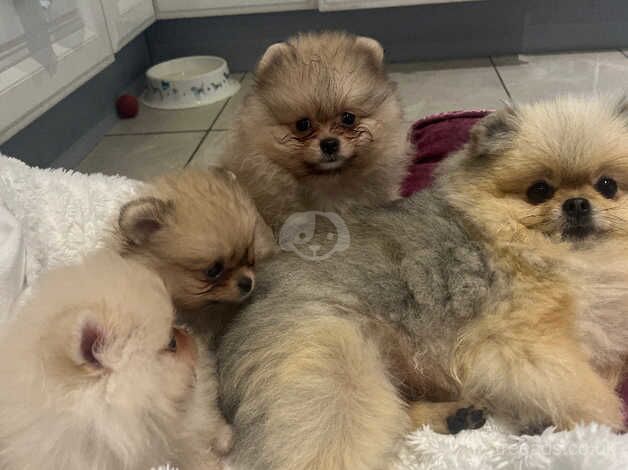 Pomeranian puppies for sale in Londonderry, North Yorkshire – KC registered, 1 year old - Image 4 of 5