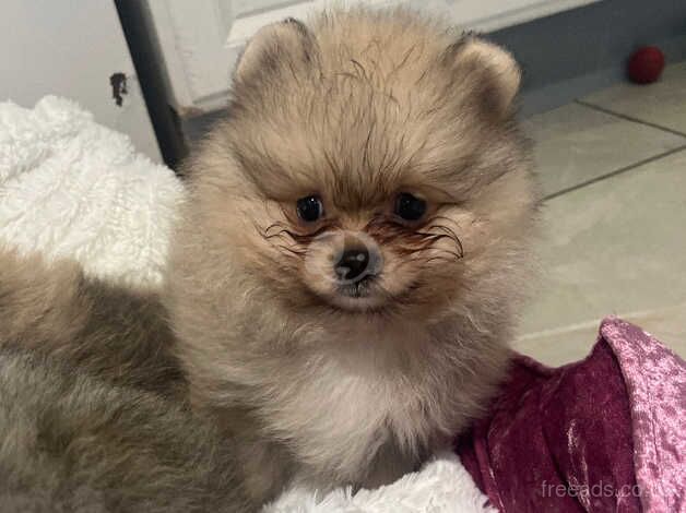 Pomeranian puppies for sale in Londonderry, North Yorkshire – KC registered, 1 year old - Image 5 of 5