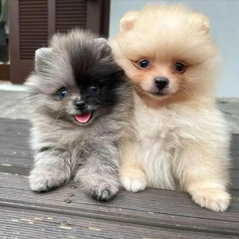 Pomeranian puppies for sale in Manchester, Greater Manchester – 3 years old - Image 2 of 3