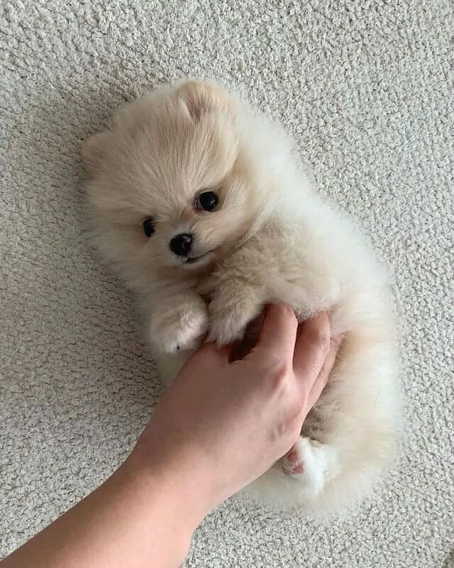 Fully Tested Pomeranians Pups Ready 4 Xmas For Sale in Manchester