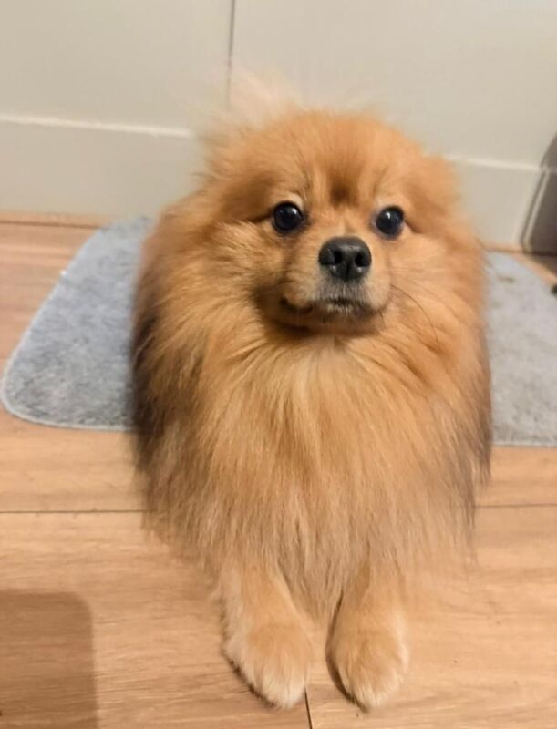 Pomeranian Puppies For Sale Under £1,000